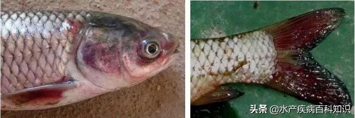 草鱼掉鳞引起死亡,池塘草鱼每天死亡什么原因