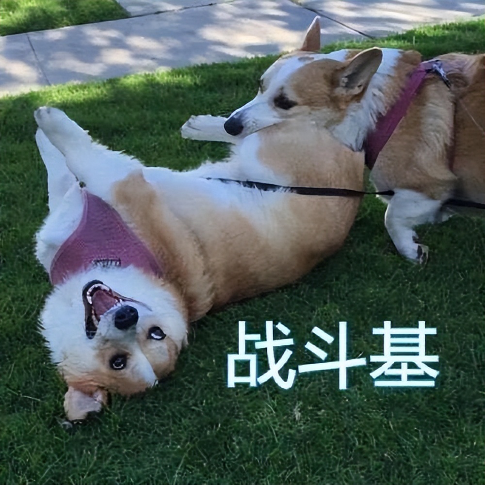 养柯基幼犬新手要注意什么,金毛和柯基哪个适合新手养