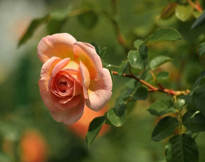 感情中你冷我更冷的三个星座,越冷落你越爱你的星座