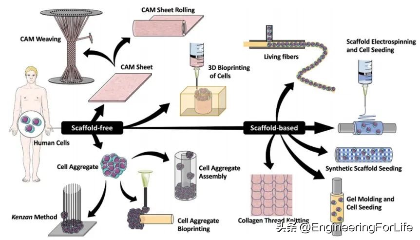 血管组织工程的生物制造方法及生物纺织品