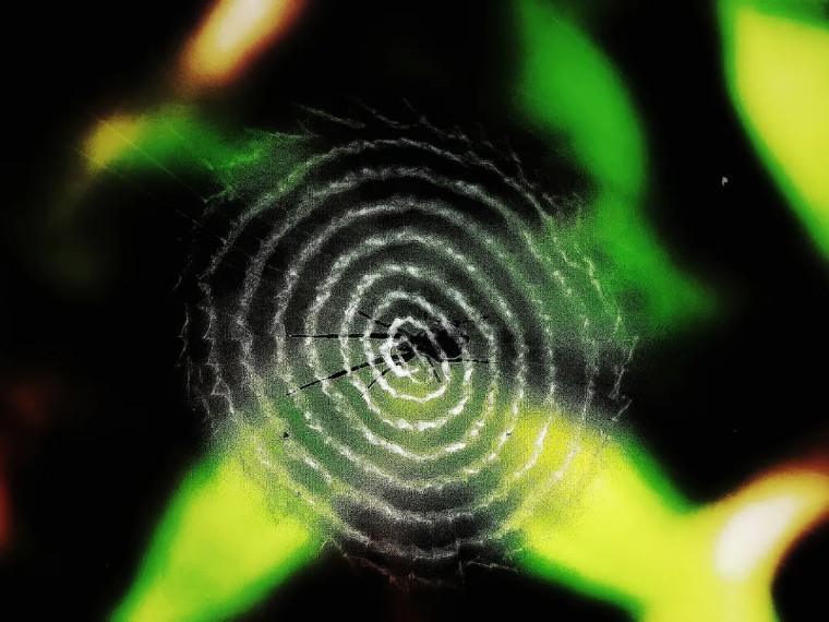 昆虫摄影艺术展,昆虫世界摄影欣赏