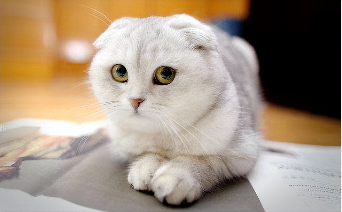 各个品种猫咪大概的价格,盘点各种猫咪的价格