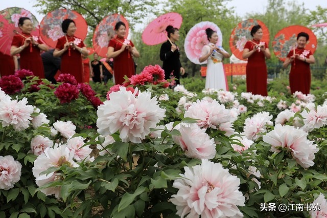 世界独一无二中国国花洛阳牡丹,洛阳牡丹定为国花的理由