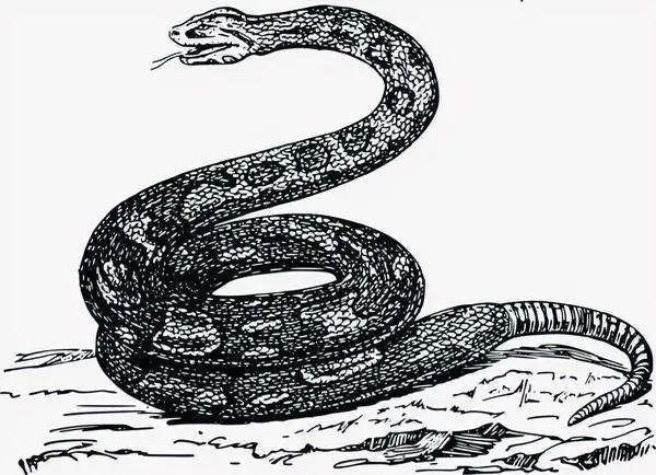 聊斋故事寻仙救母,聊斋狐仙救落难公子