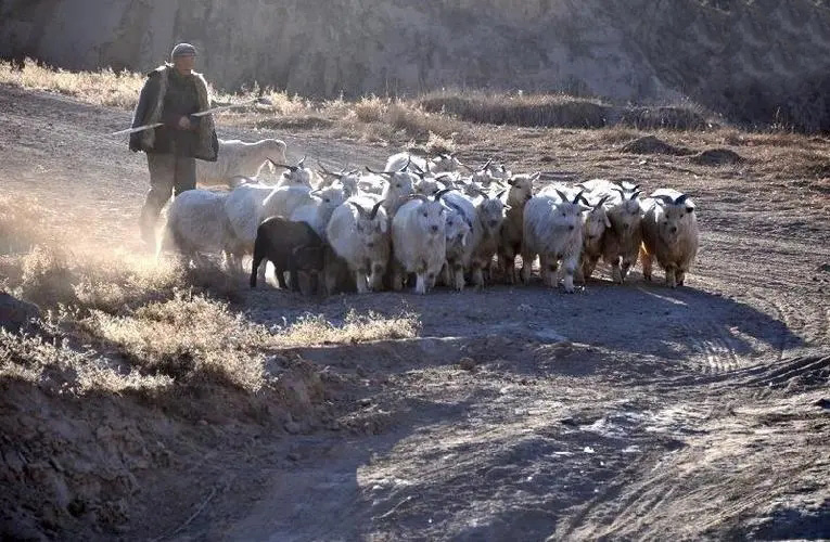 山西老农发现2只凤凰精心养4年,山西老农发现凤凰