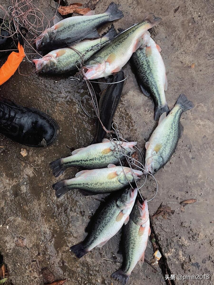 如何选择vib饵,vib路亚适合冬天玩吗