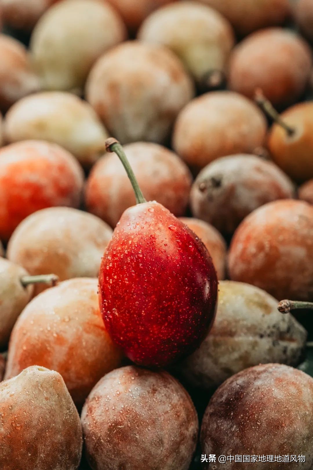 李子哪个品种最甜最好吃,李子种植哪个品种最好吃