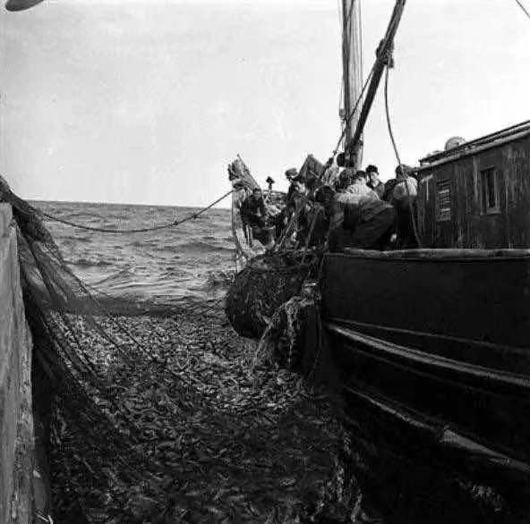 渔民捕获价值3万的野生大黄鱼,石浦渔民一网4000多斤野生大黄鱼