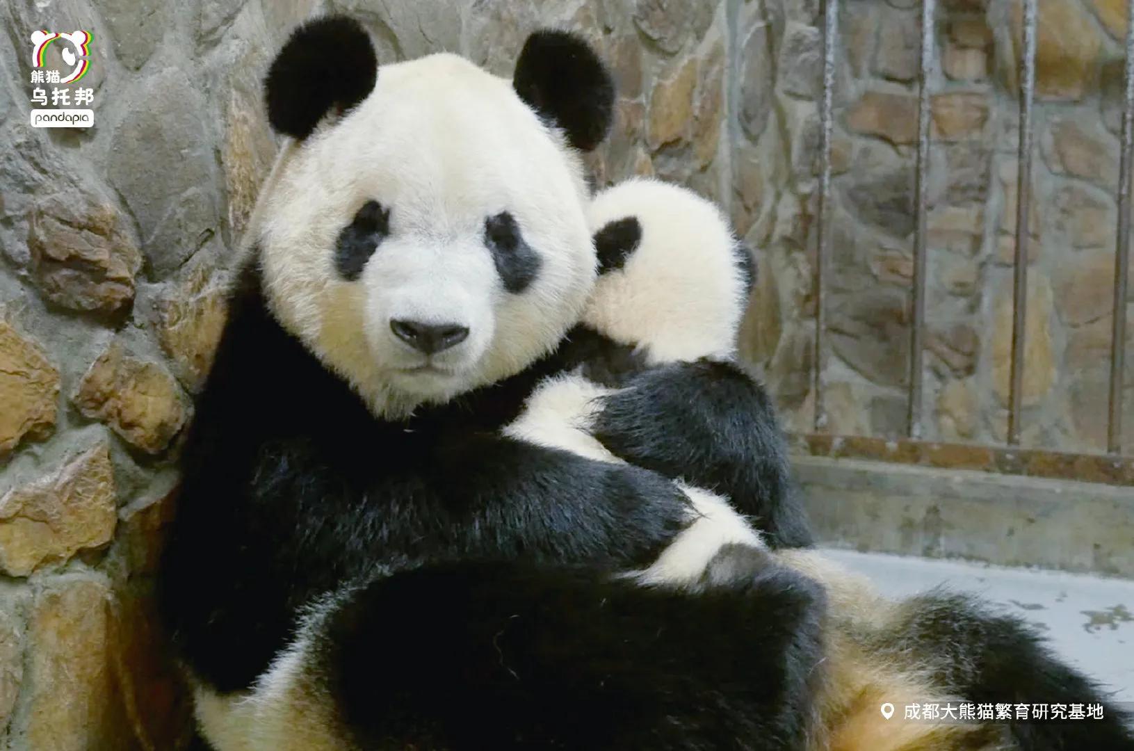 熊猫界几大家族,熊猫的种类有多少种