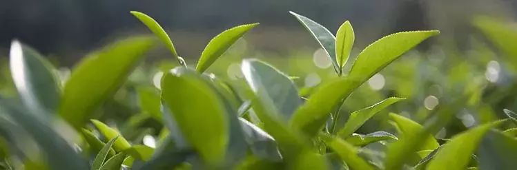 高品质宁红工夫茶的特点,云南滇红工夫茶解说词怎么说