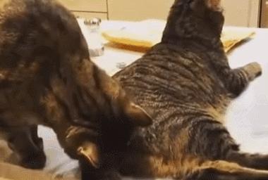 方圆3公里的母猫发情都知道！猫咪嗅觉能有多厉害？