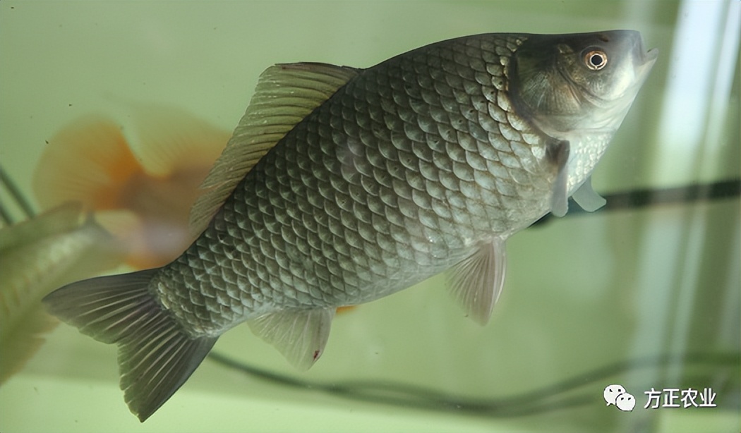 哈尔滨方正县美食推荐,黑龙江美食好看视频