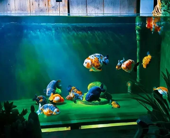 金鱼栽头是什么意思,金鱼失漂和栽头有区别吗