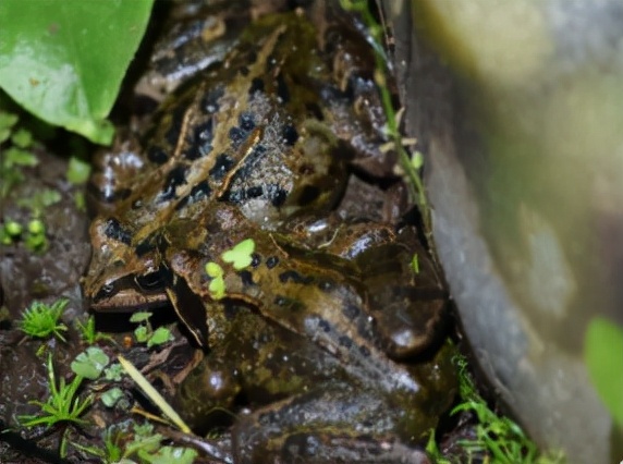 蛊是什么时候存在的,蛊到底是什么