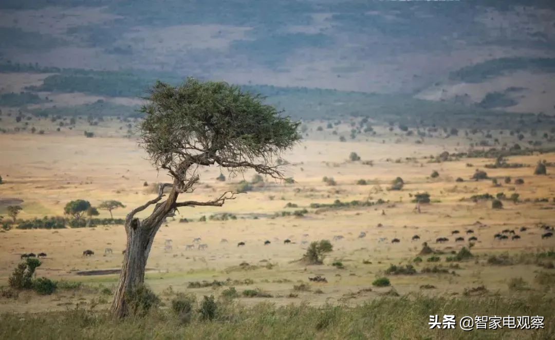小米电视65寸黑屏时好时坏,小米电视黑屏有图像时好时坏