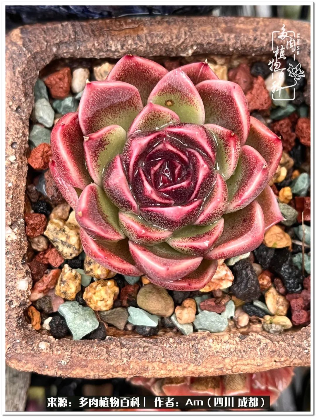 多肉小盆友生活多姿多彩,多肉小精灵福享不停