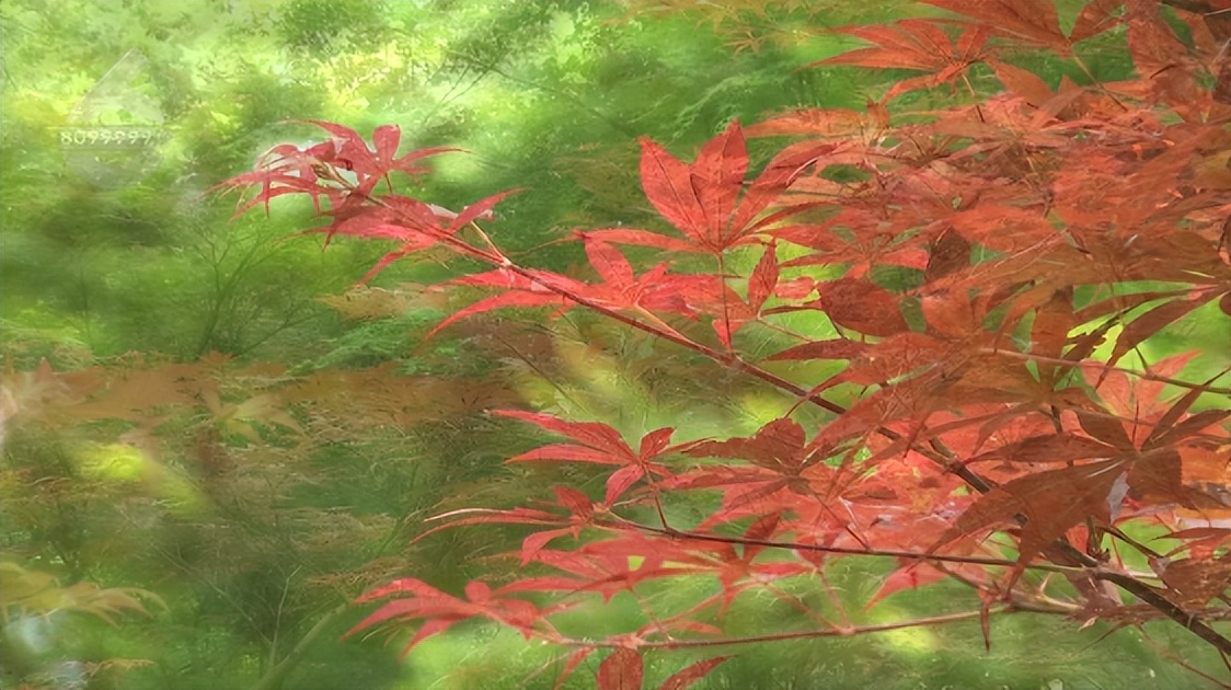 何必远游，昆明这些路上的美景就美呆