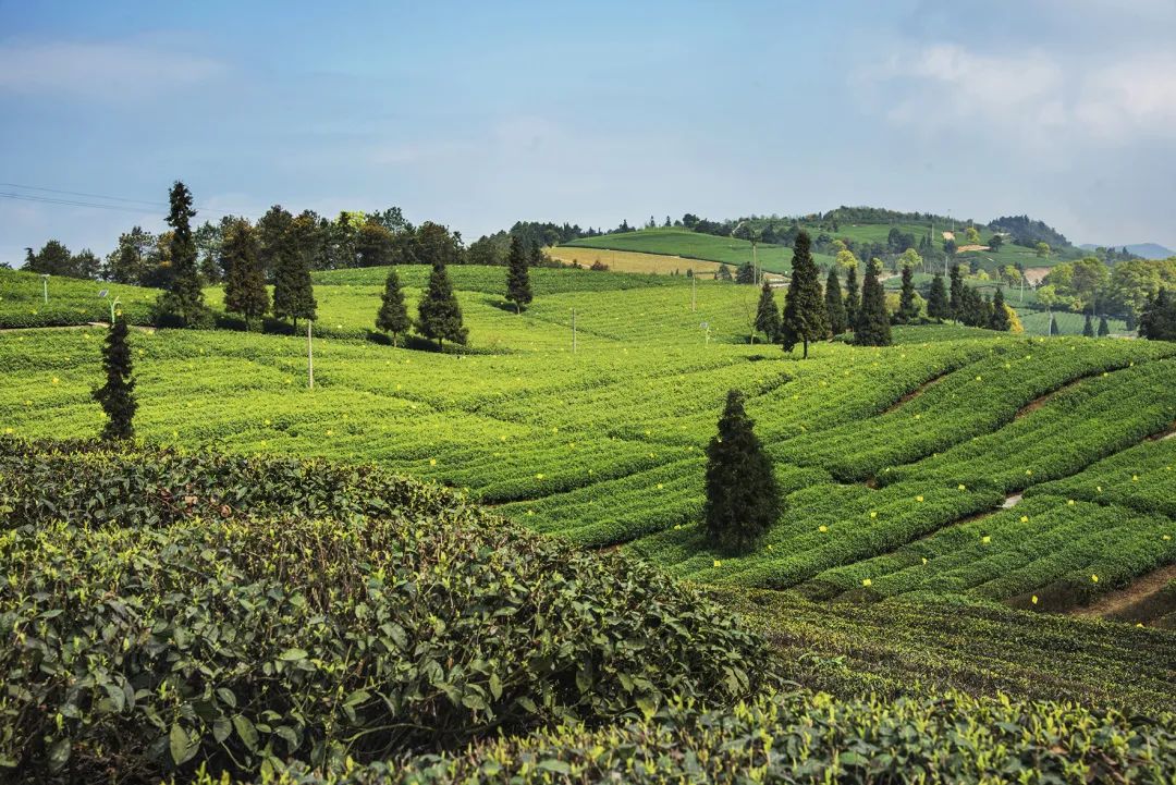 春茶的七大禁忌,四季春茶做什么茶比较好