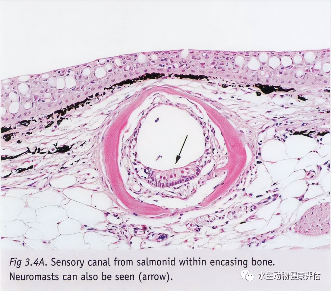 鱼类正常皮肤及其浅表疾病