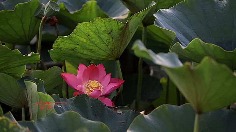 淮阳荷花节什么时间最好看,淮阳看荷花节开幕