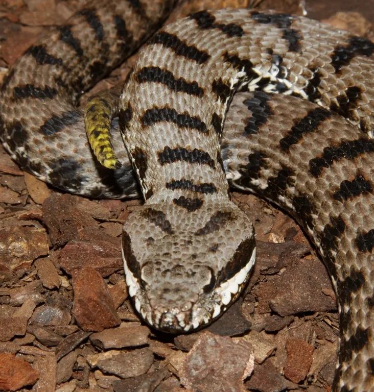 「原来欧洲有这么多种蛇？！」偷师卡塞尔的豢龙大师·下