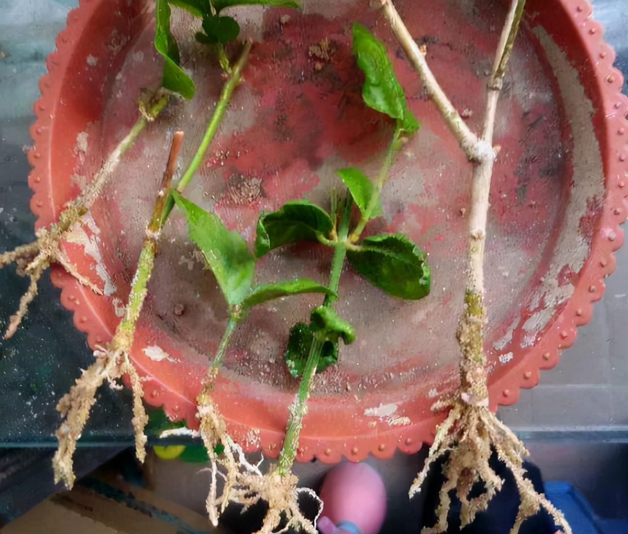 教你扦插大法扦插什么植物都能活,扦插小技巧栽培小妙招