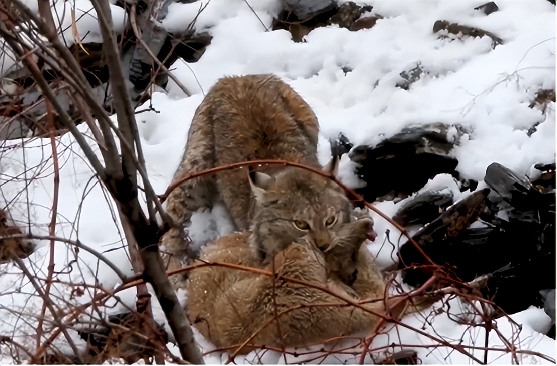 青海荒漠猫咬死100多只鸡,野生豹猫在山西咬死60余只鸡