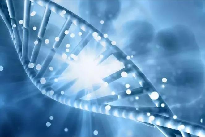 弯曲杆菌在什么地方有,弯曲杆菌有什么用