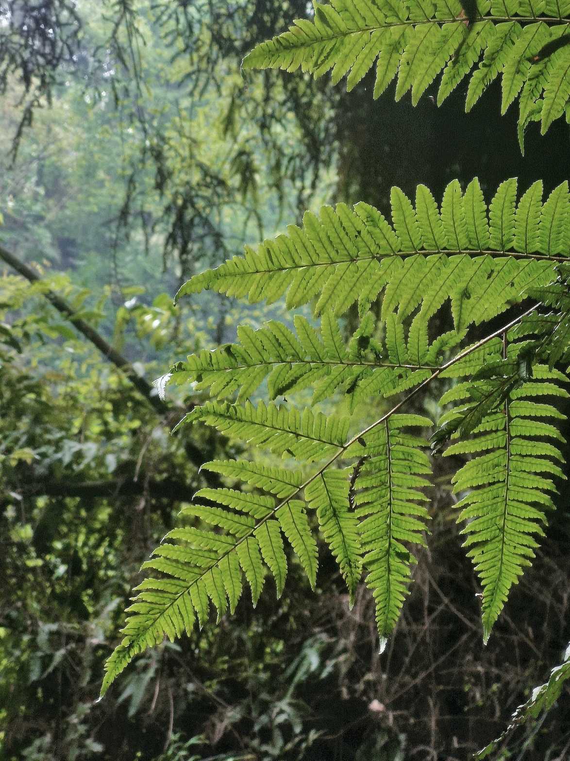 乐山异国风情打卡新去处,乐山游玩攻略及人文风情