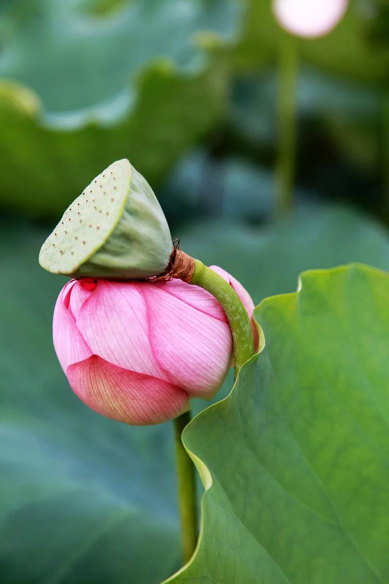 濯清涟而不妖说的是荷花还是莲花,濯清涟而不妖的荷花名句