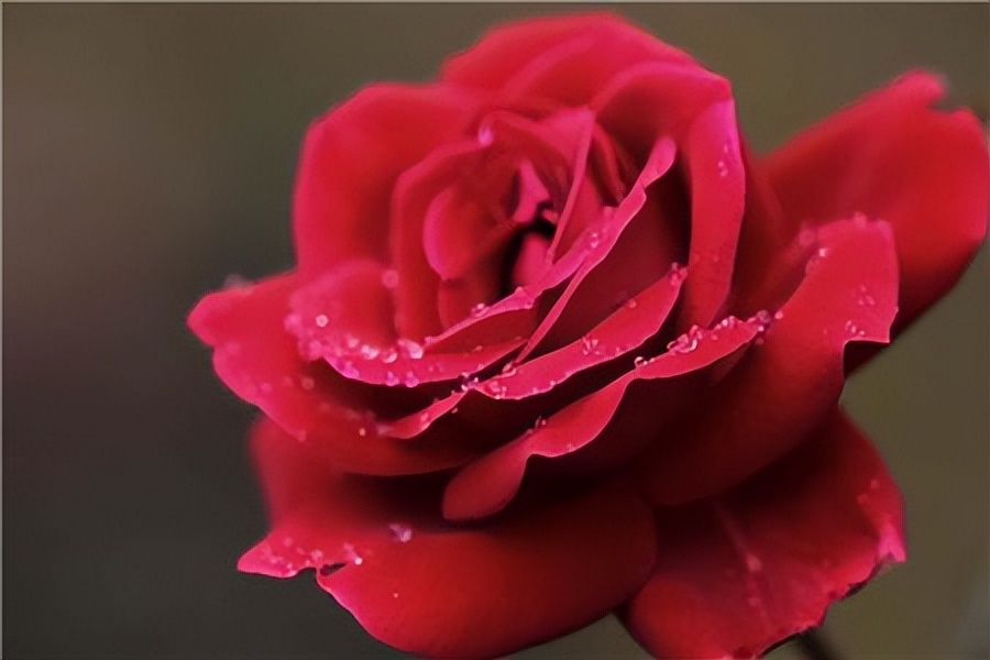 不同朵数玫瑰花对应的花语,各种玫瑰花的爱情花语