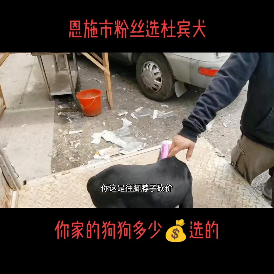 湖北省恩施市粉丝选杜宾犬#杜宾@DOU+上热门