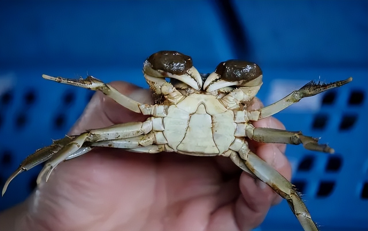 螃蟹怎么挑选黄满膏肥海蟹,鲜活螃蟹怎么挑肥的品种