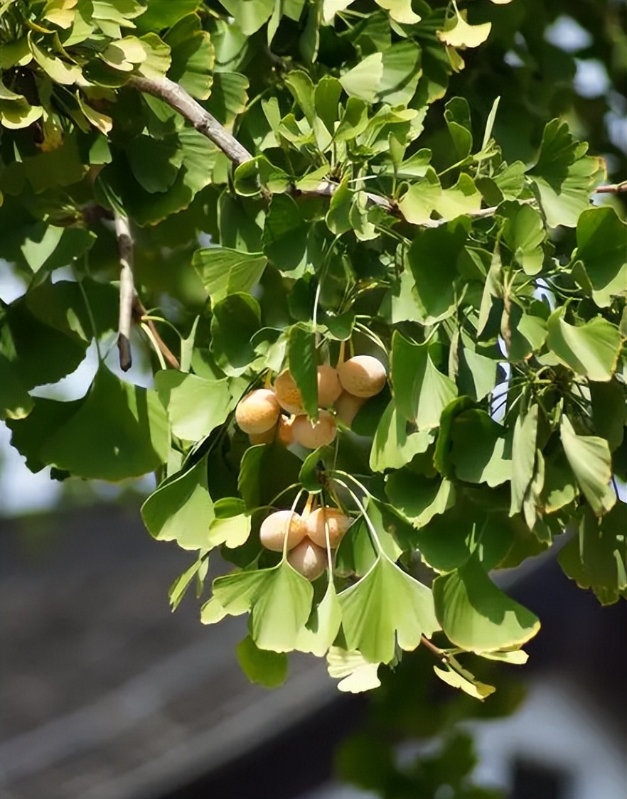 木本植物有哪些品种,什么观赏木本植物不怕冻不怕晒