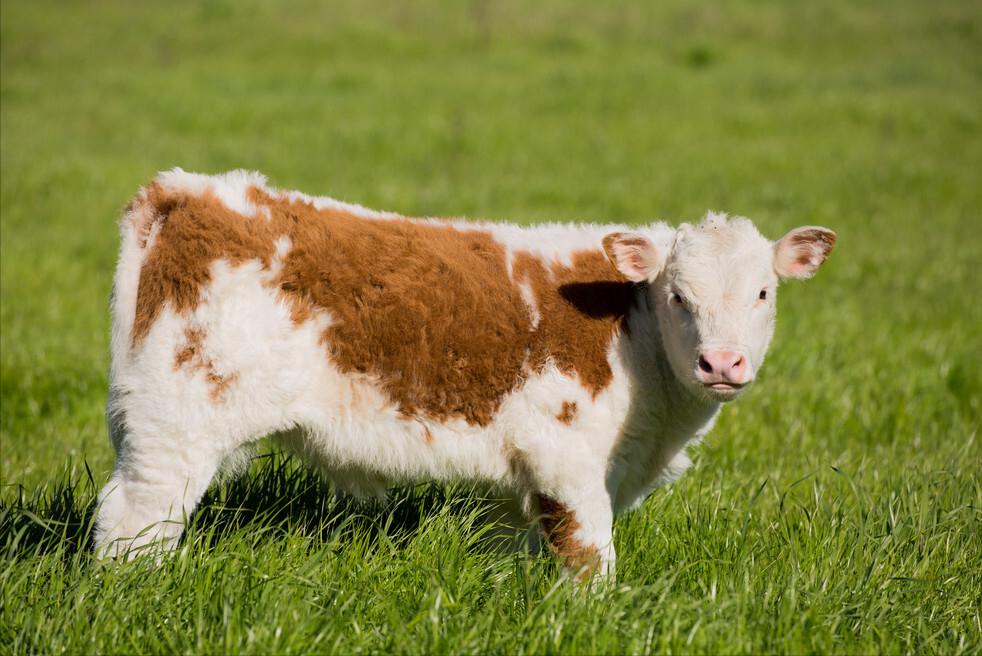 育肥牛吃什么最快长肉,育肥牛小牛前期喂几遍长得快