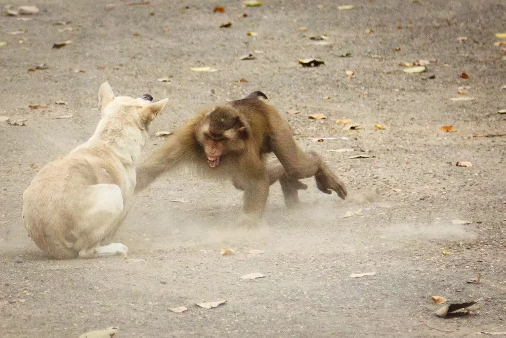 印度猴狗大战激烈视频,无比惨烈的猴狗大战