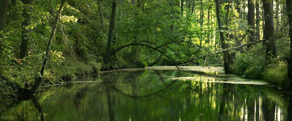 什么是生物与环境组成的生态系统,一个生态系统中起决定作用的生物