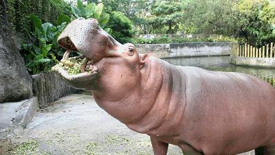 河马粪便致上万条鱼死亡,河马被粪便憋死