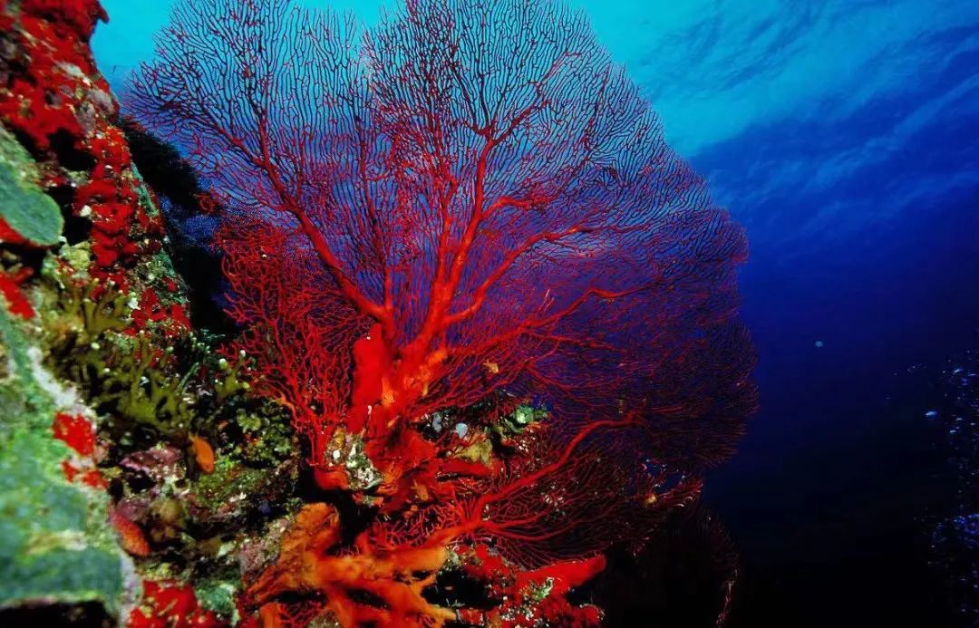 红珊瑚是深海中的千年灵物,深海精灵红珊瑚的万般风情