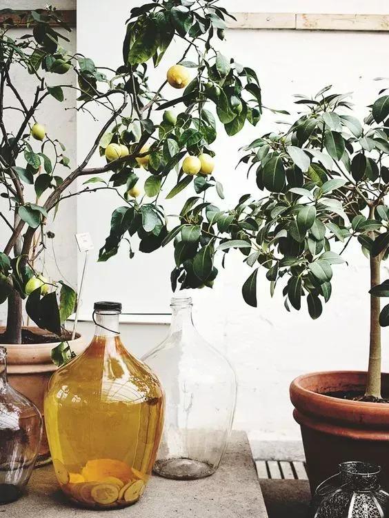 客厅实用盆栽植物有哪些,客厅一般放什么植物盆栽比较好