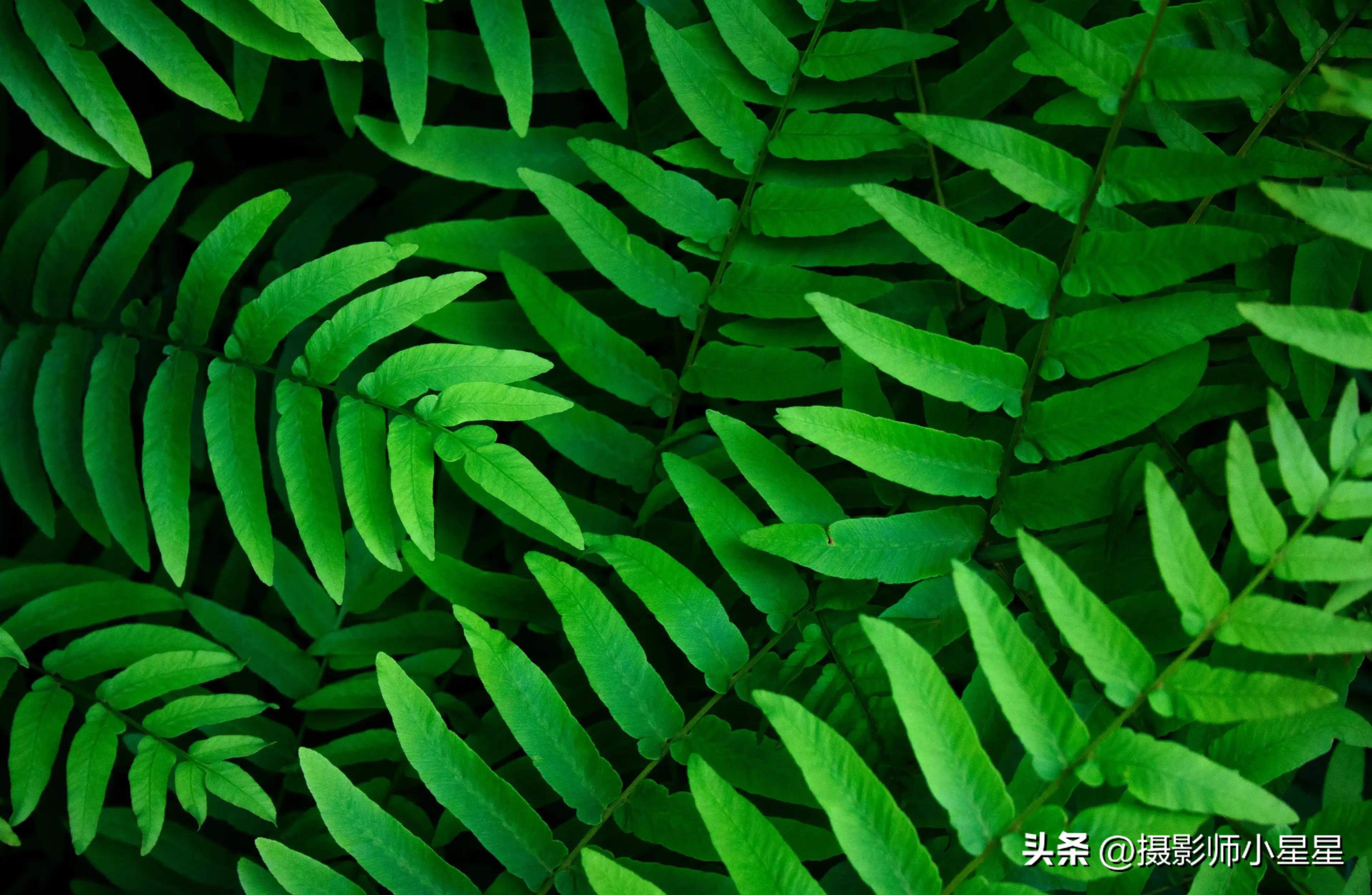 夏天绿色之美,夏天的绿色之美