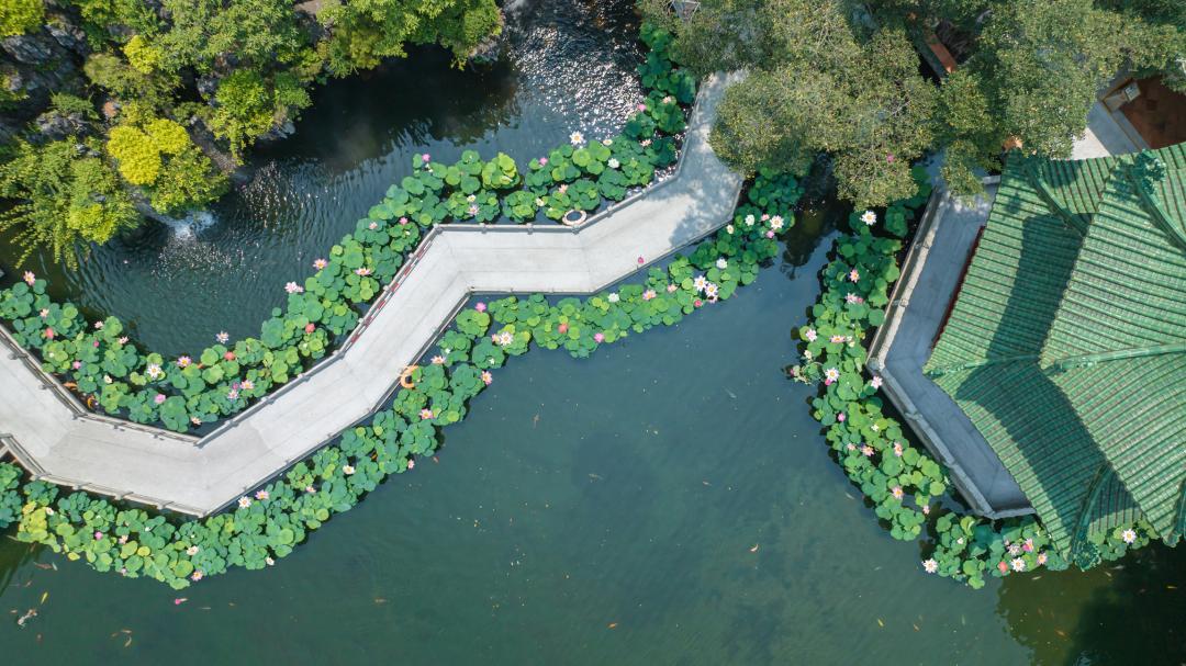 盛夏赴一场荷香之约,与夏天来场清凉的约会