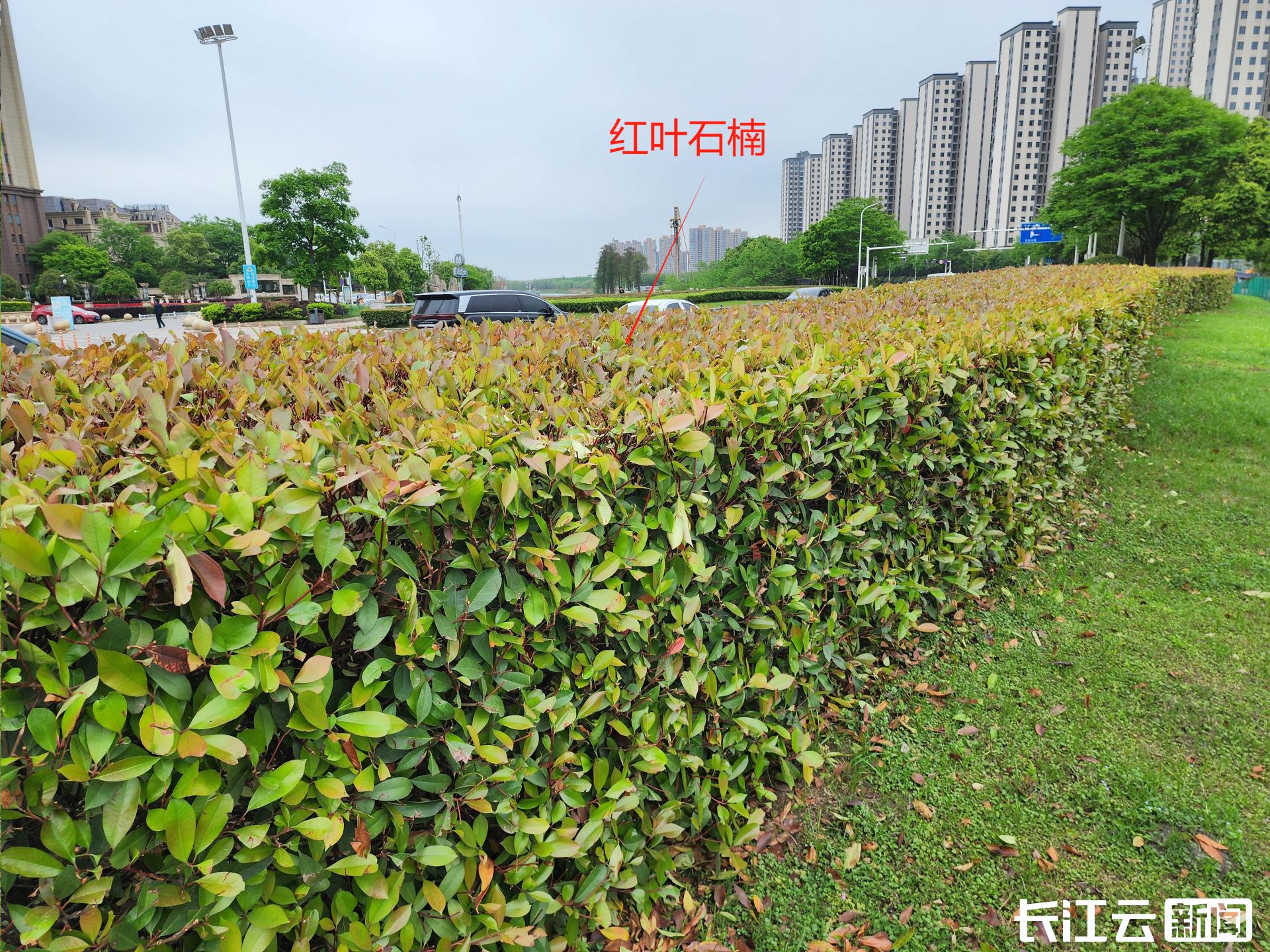 郑州为什么要种那么多石楠花,园林专家说石楠花除了臭没缺点