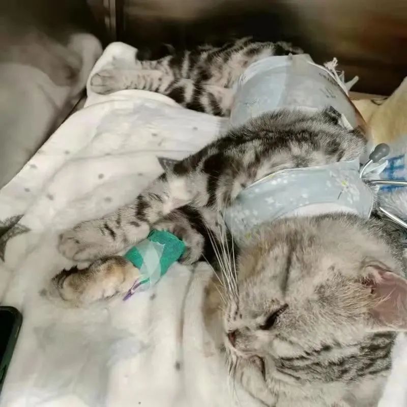 丝兰提取物对宠物作用,丝兰提取物网易