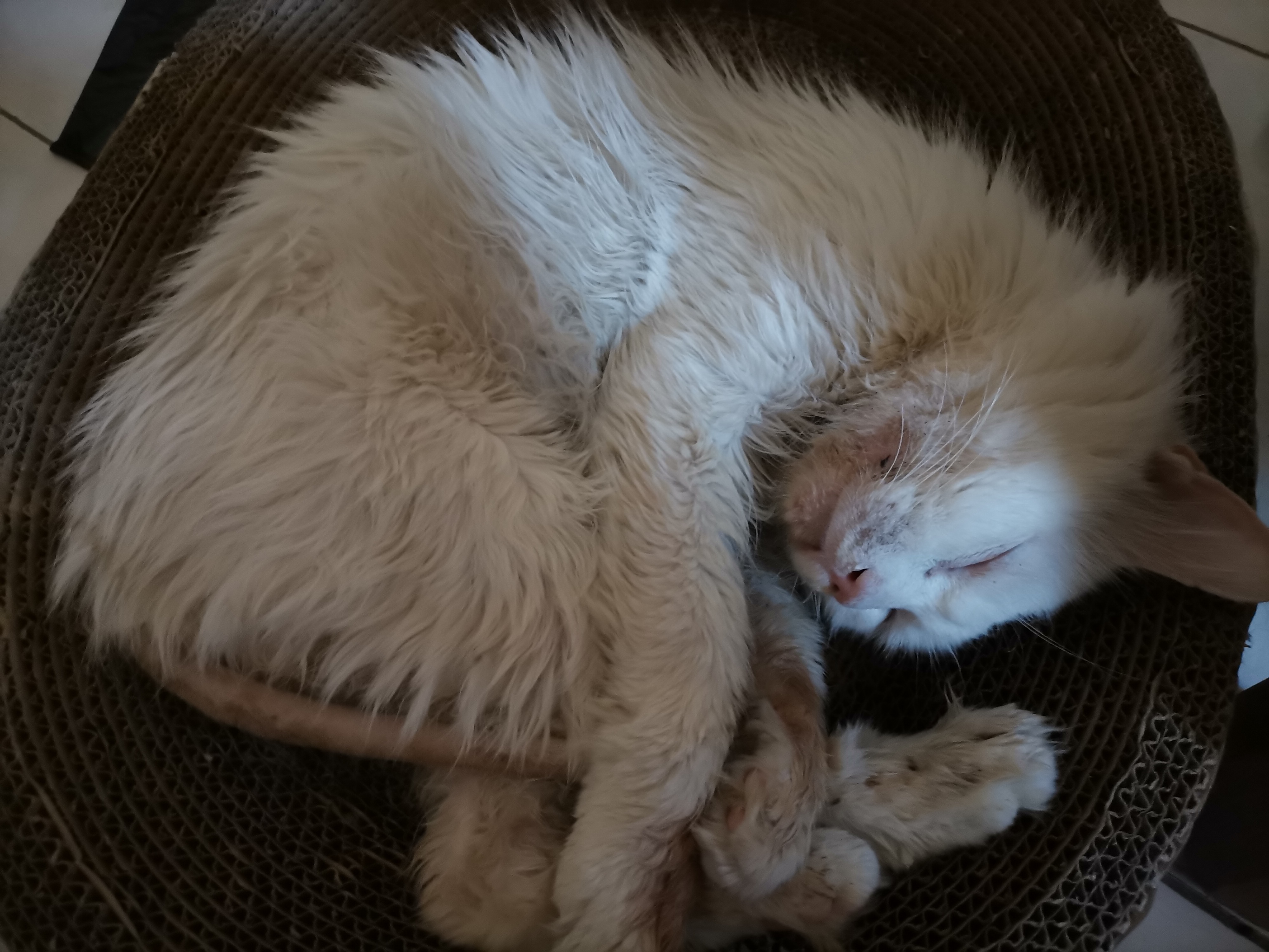 我的第二只猫咪图片,第二只猫来了第一只猫生气