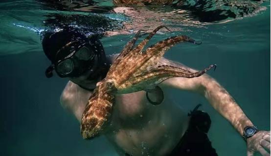 这个男人太大胆，因为夫妻不和谐，转身就爱上了一条章鱼！纪录片