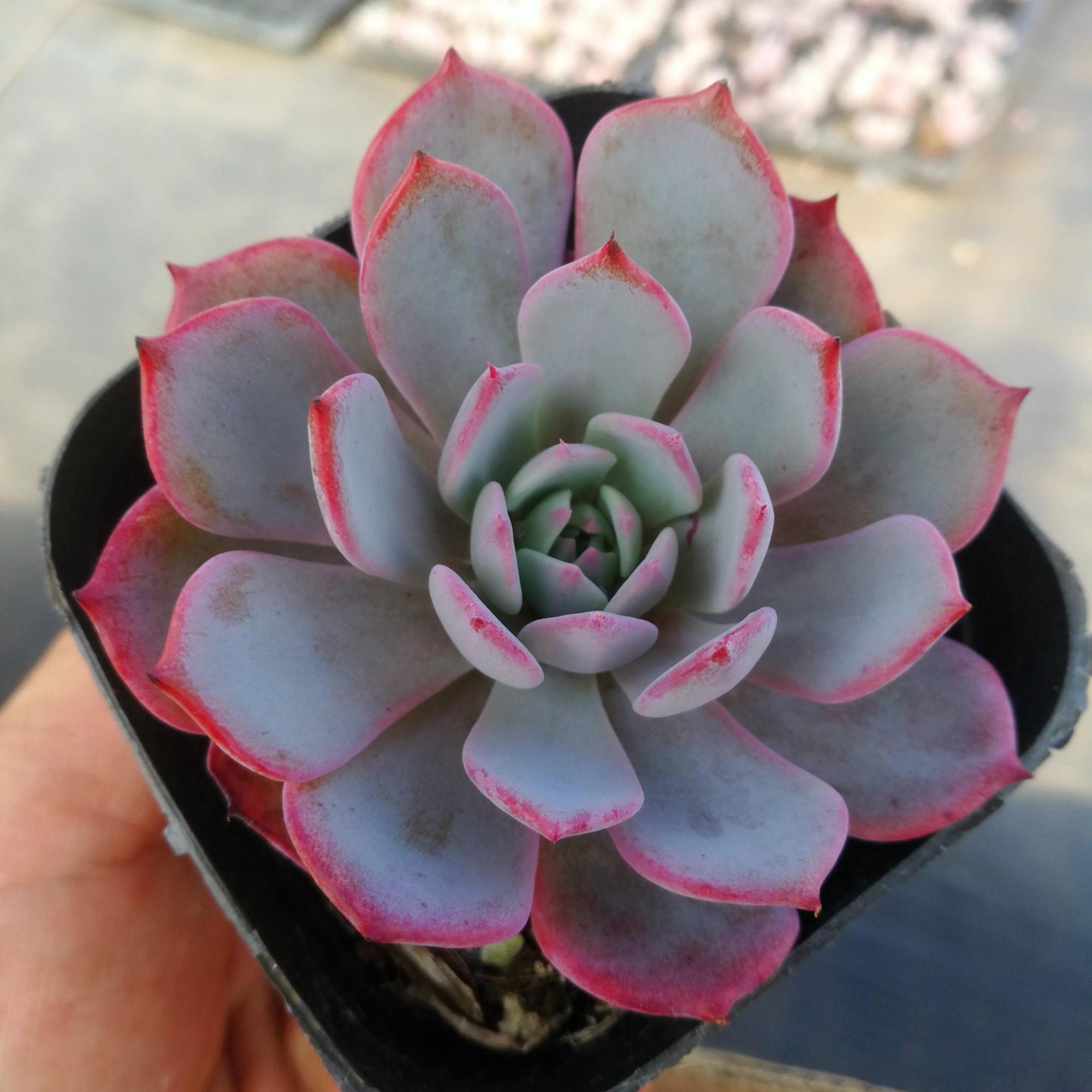 十二卷多肉的品种图鉴,100种多肉植物图片大全