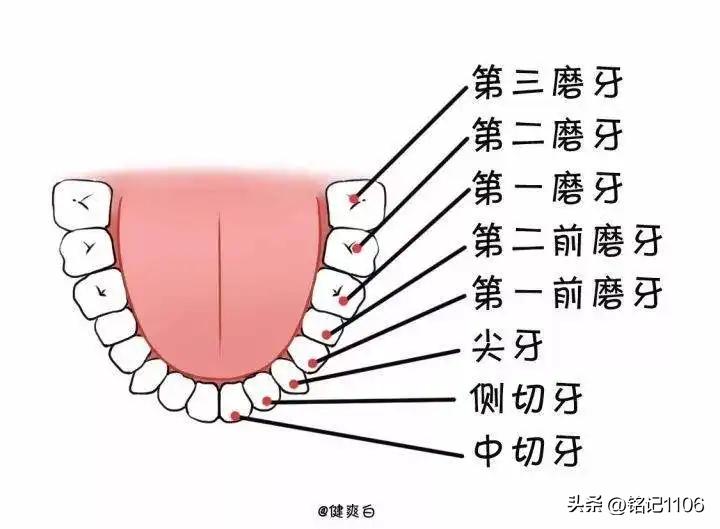 多类型牙刷测评,多一种选择多一种体验