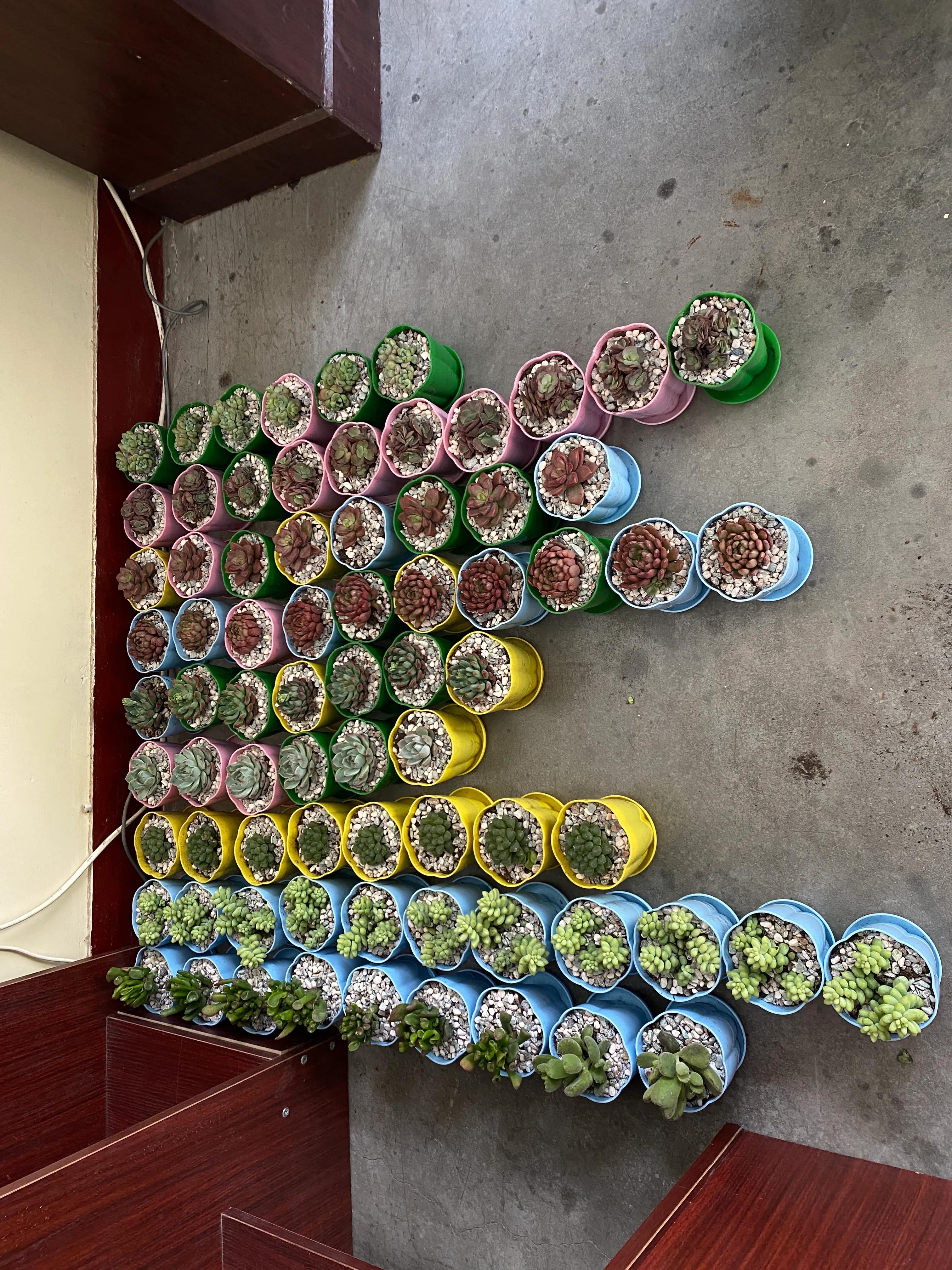 最好养不怕冷不怕热的多肉,新手小白养多肉教程