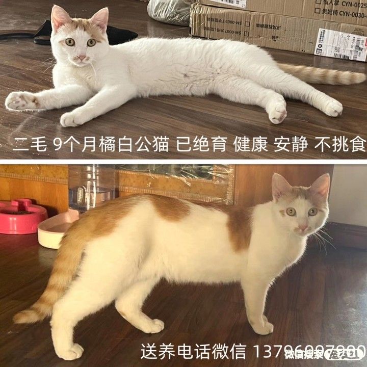 宠物领养、全国宠物*养送**、押金无偿免费领养 20220720